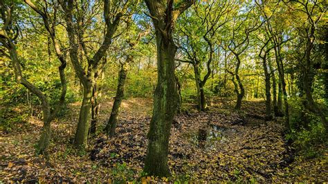 Small woods - Small Woods is the organisation for everyone who is involved in hands-on management of small woodlands, whether as owners, managers, volunteers, woodland and coppice workers or community woodland ... 